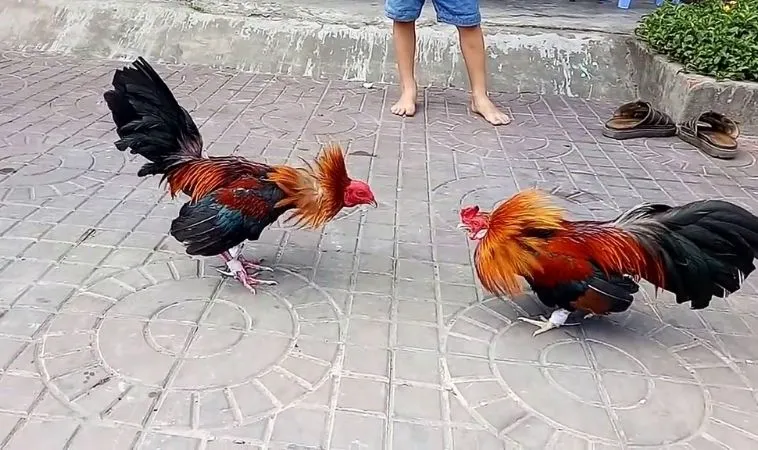 đá gà Sabong tại FB88